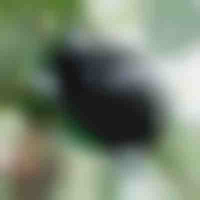 Кутия за размножаване за здрави корени (5 броя) | ROOTY